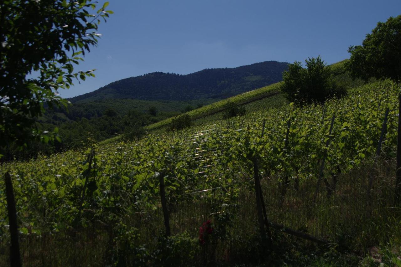 Gite De Charme Au Coeur Du Vignoble Alsacien Bernardvillé Exterior foto